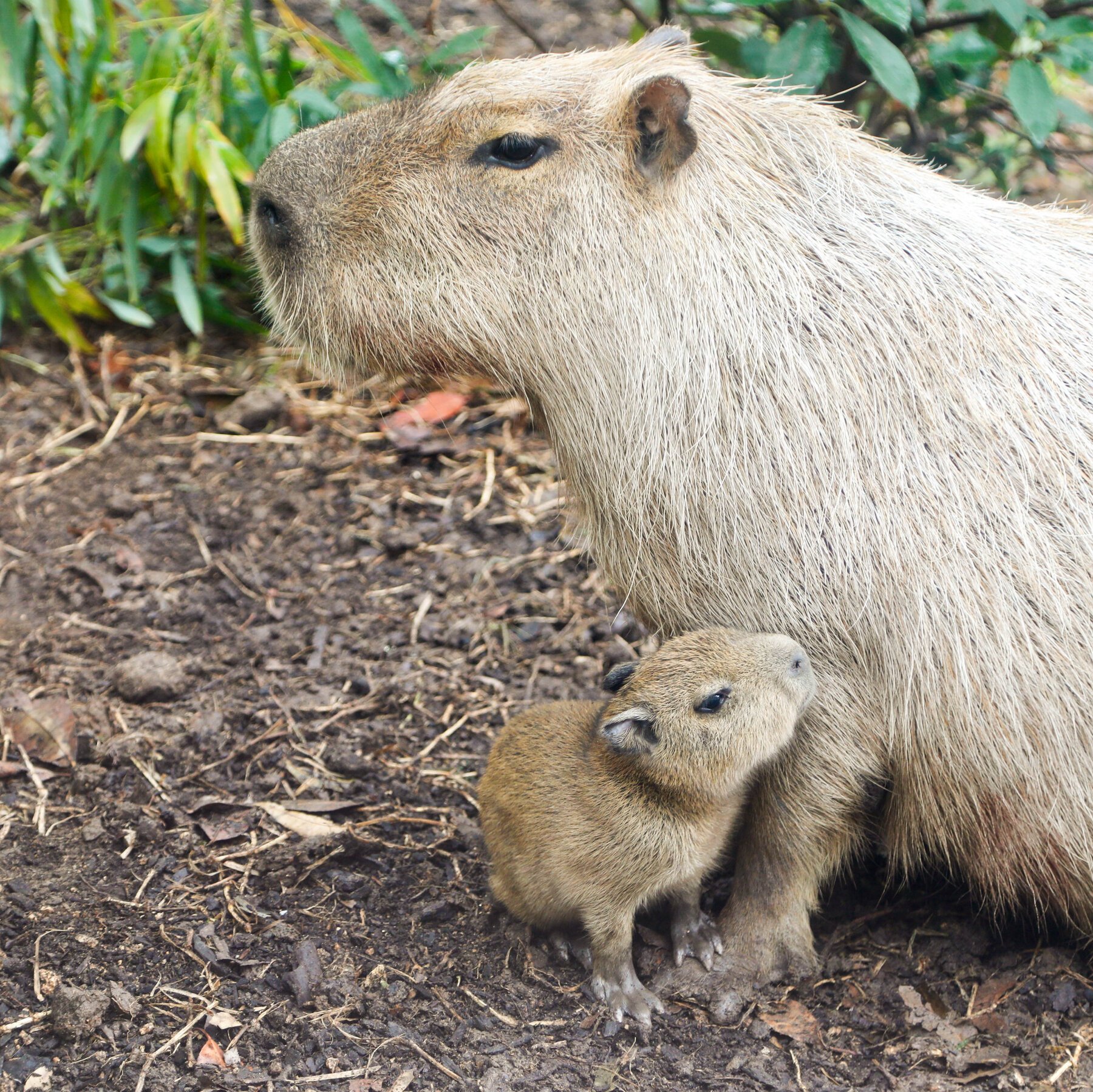 🐾 카피바라 랜드 뿌이뿌이 (Capybara Land PUIPUI) 이미지 8